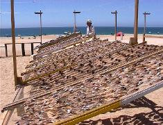 Fish drying in Nazare